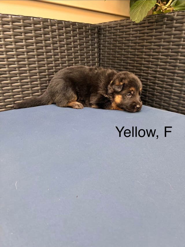 German Shepherd Dog Puppies media 12