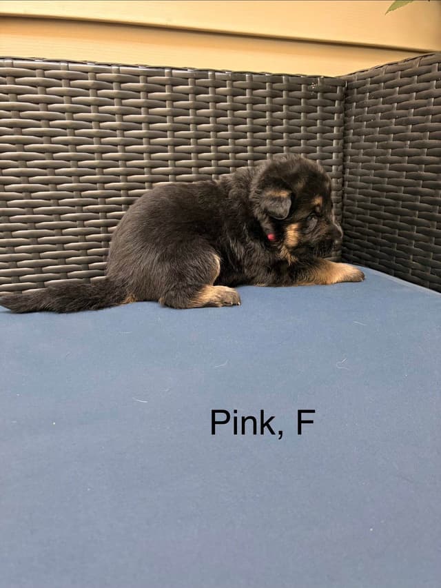 German Shepherd Dog Puppies media 13