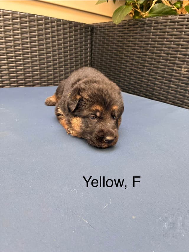 German Shepherd Dog Puppies media 14