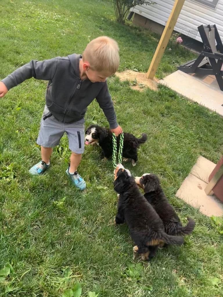 Bernese Mountain Dog Puppies breeder image 2