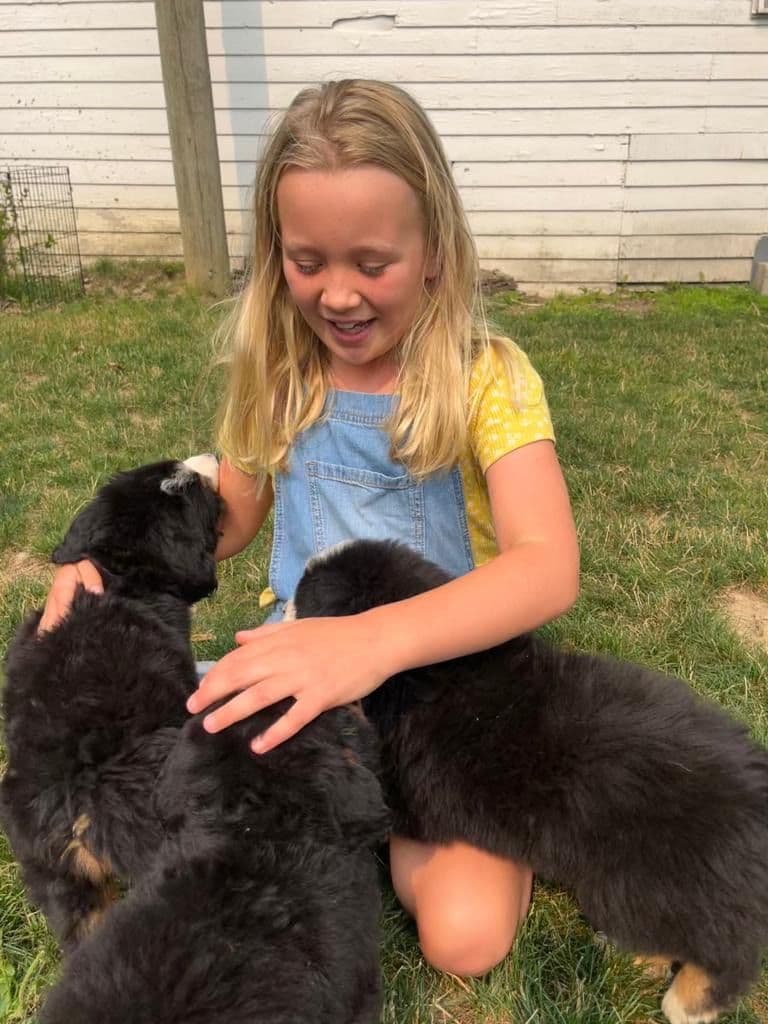 Bernese Mountain Dog Puppies breeder image 4