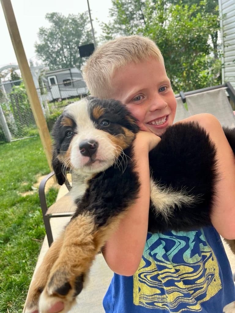 Bernese Mountain Dog Puppies breeder image 5