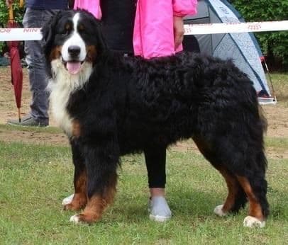 Bernese Mountain Dog Puppies breeder image 7