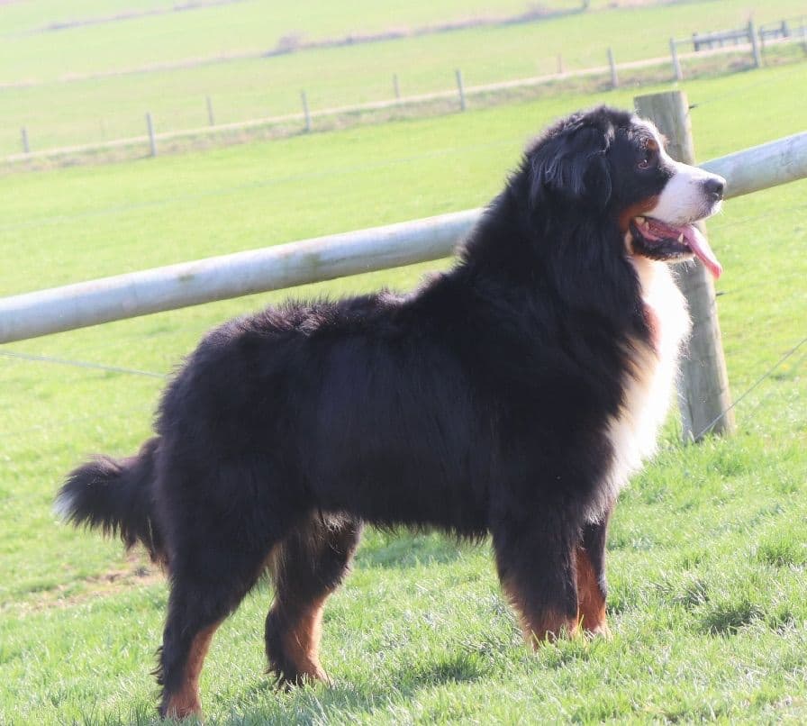 Bernese Mountain Dog Puppies breeder image 8