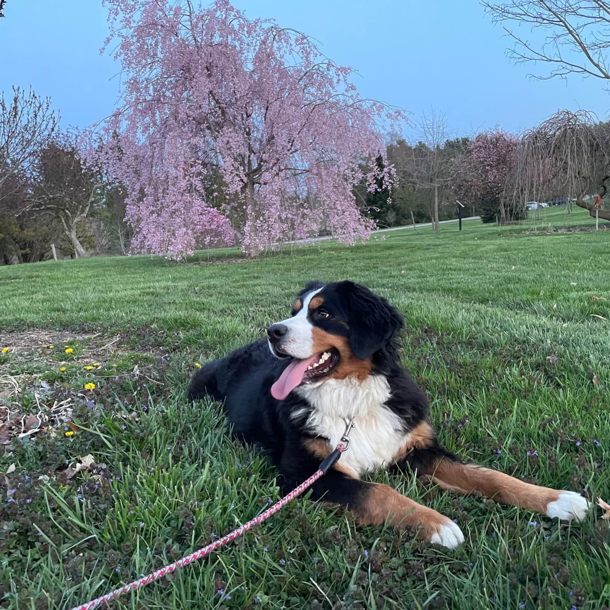 Bernese Mountain Dog Puppies breeder image 9