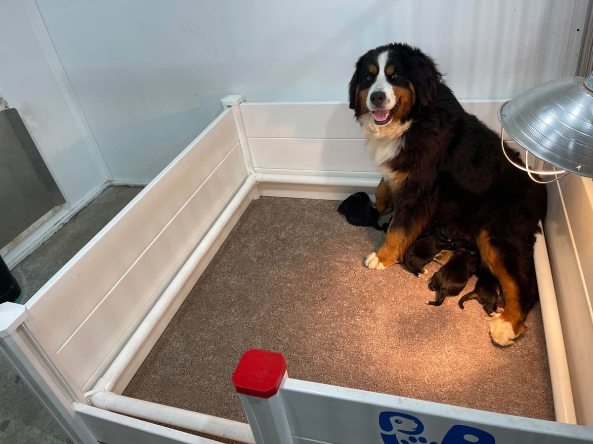 Bernese Mountain Dog Puppies breeder image 11