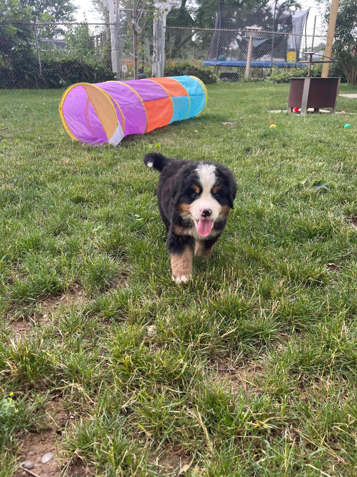 Bernese Mountain Dog Puppies breeder image 12