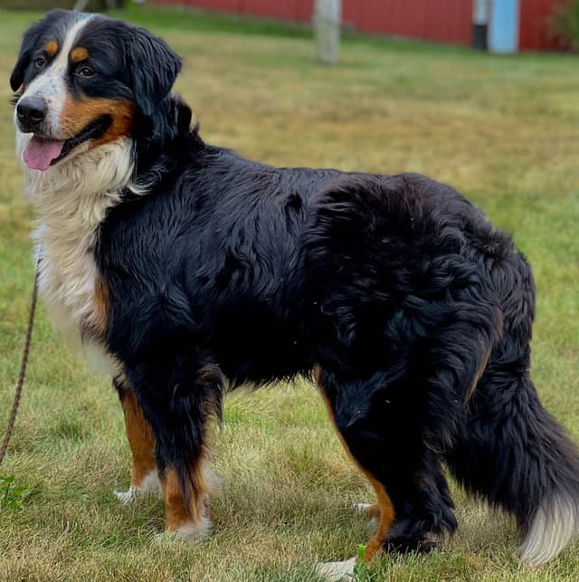 Bernese Mountain Dog Puppies media 2