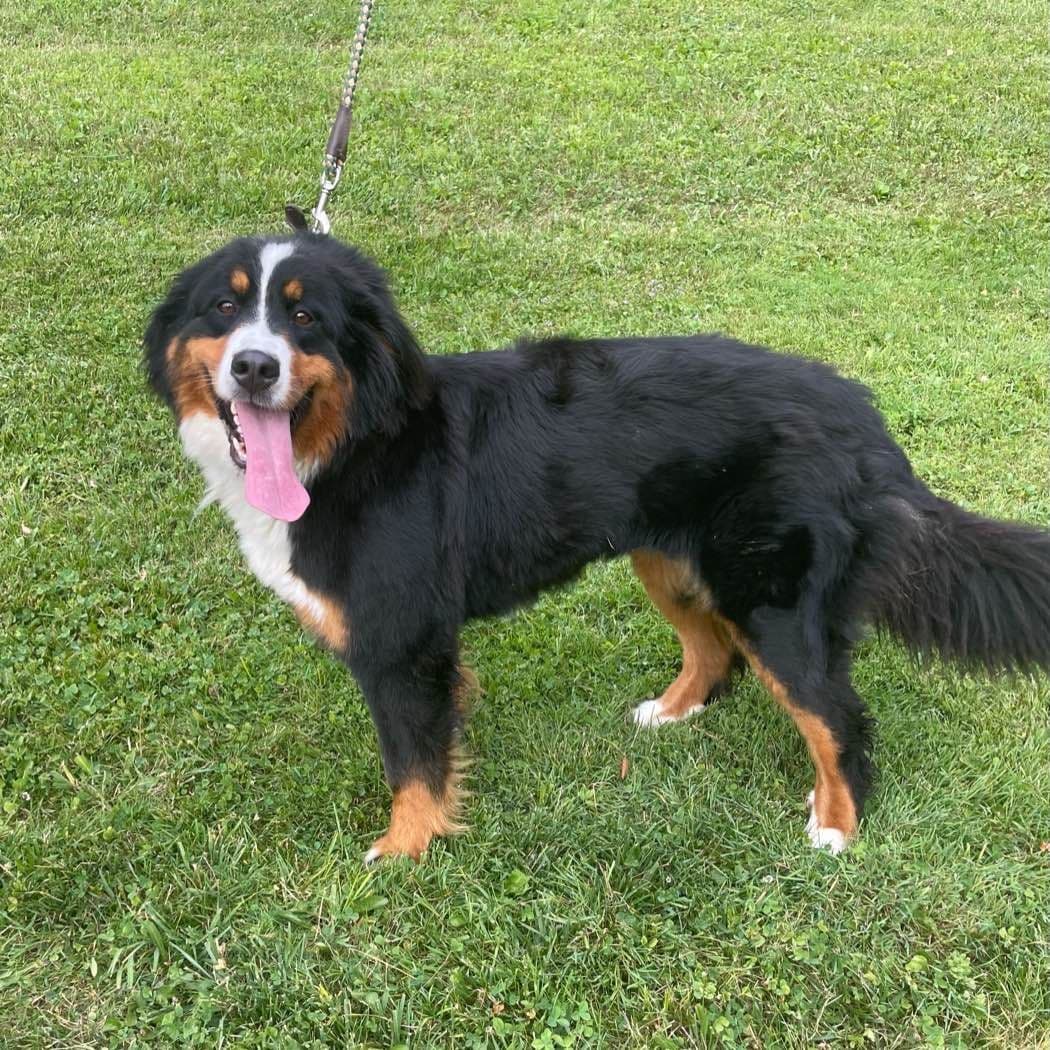 Bernese Mountain Dog Puppies breeder image 13