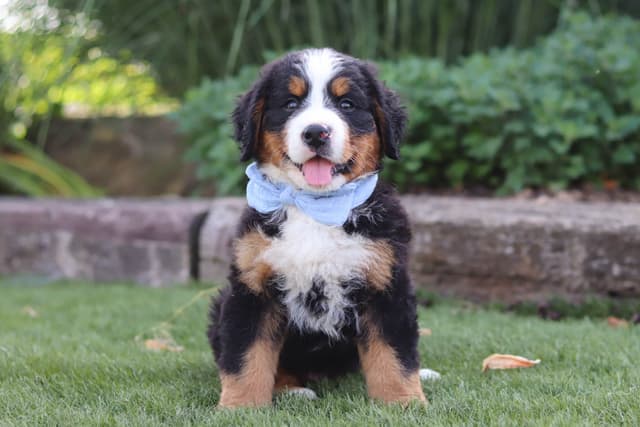 Bernese Mountain Dog Puppies media 3