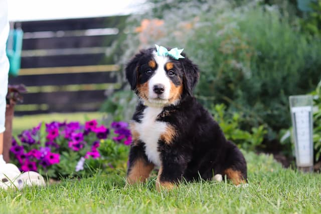 Bernese Mountain Dog Puppies media 4