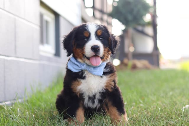 Bernese Mountain Dog Puppies media 5