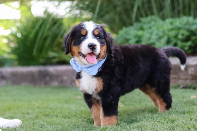 Bernese Mountain Dog Puppies media 6