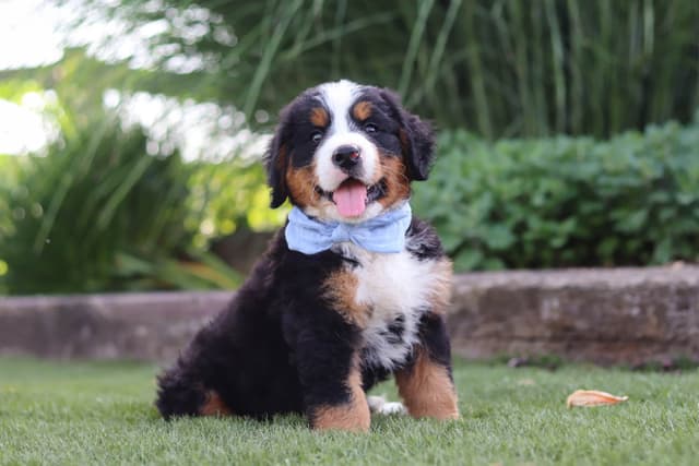 Bernese Mountain Dog Puppies media 8