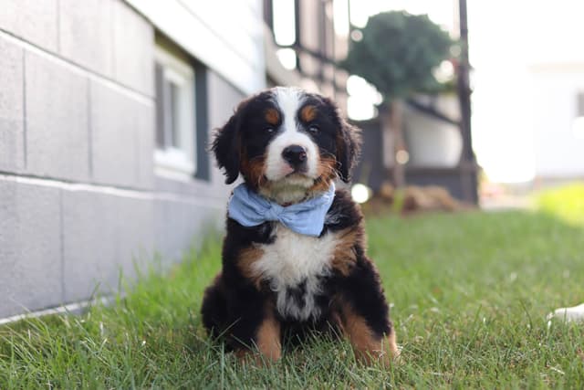 Bernese Mountain Dog Puppies media 9