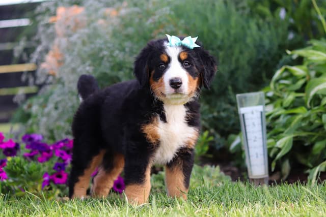 Bernese Mountain Dog Puppies media 10