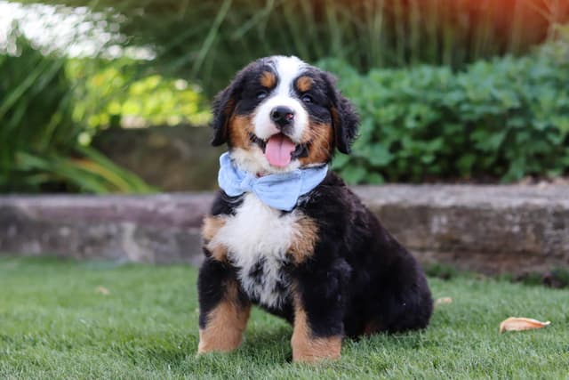 Bernese Mountain Dog Puppies media 11