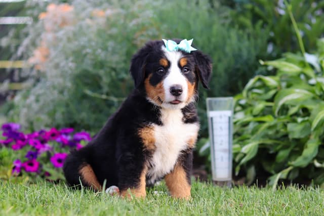 Bernese Mountain Dog Puppies media 12