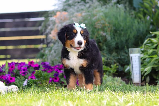 Bernese Mountain Dog Puppies media 13