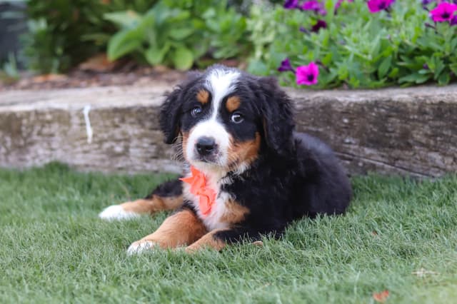 Bernese Mountain Dog Puppies media 14