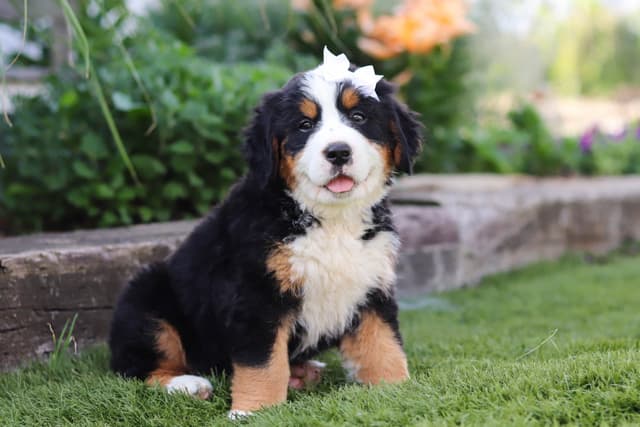 Bernese Mountain Dog Puppies media 18