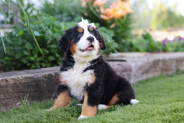 Bernese Mountain Dog Puppies media 19