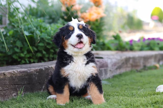 Bernese Mountain Dog Puppies media 20