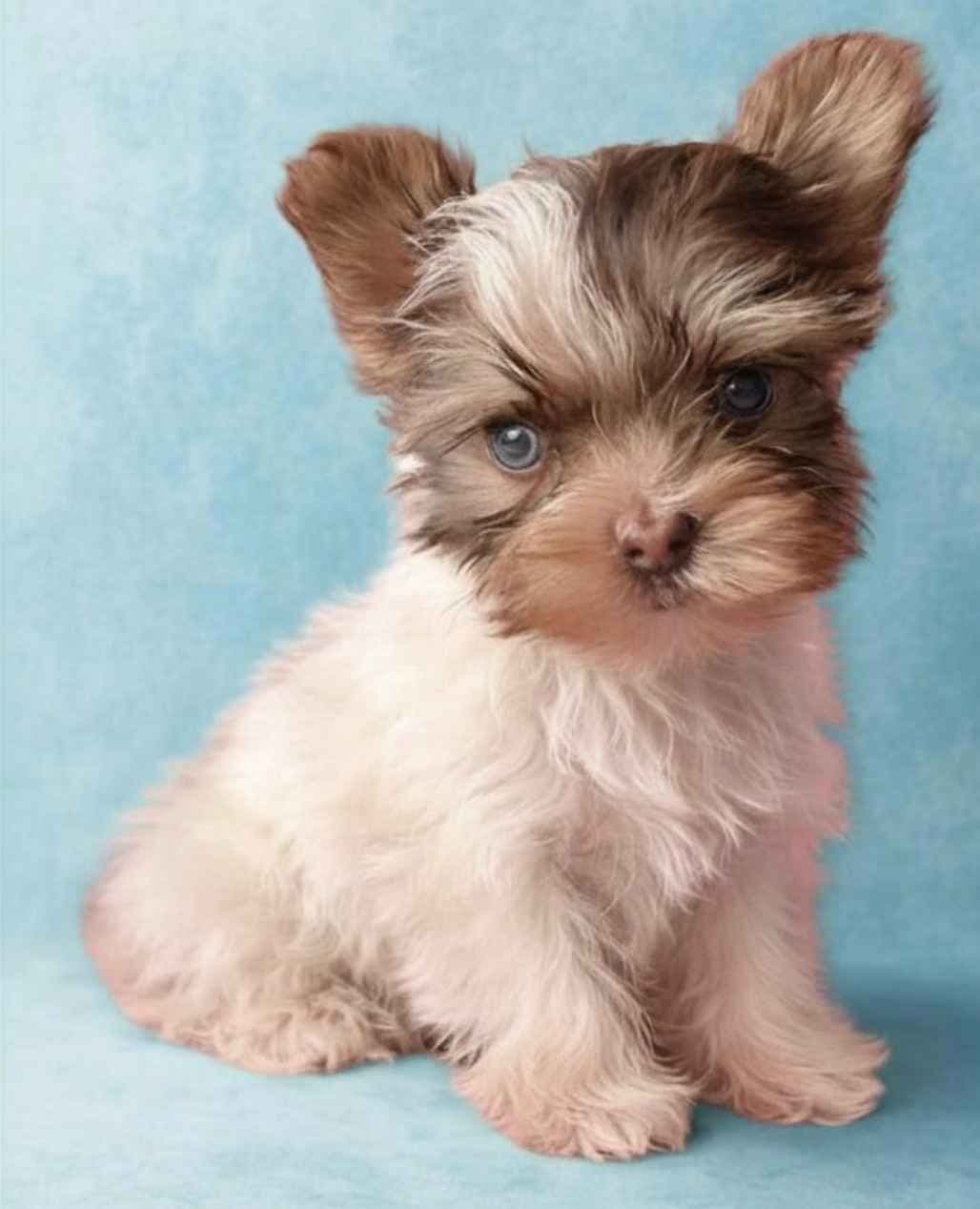 Yorkshire Terrier Puppies breeder image 4