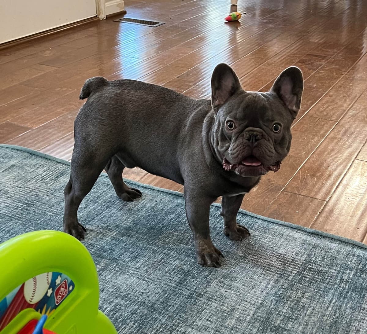 French Bulldog Puppies breeder image 3