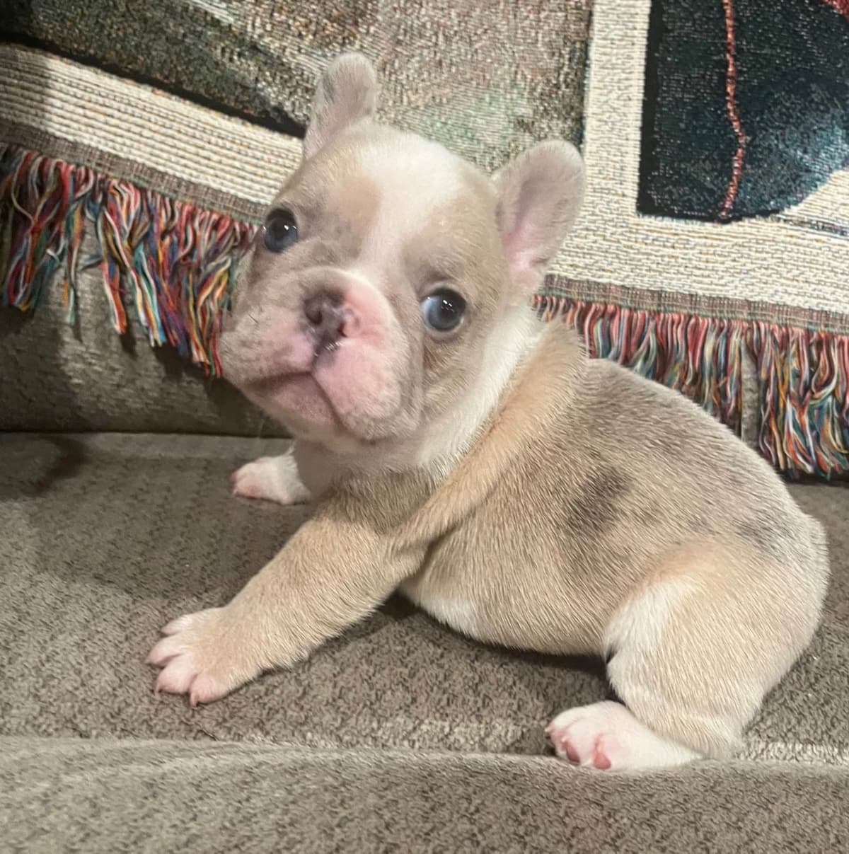 French Bulldog Puppies breeder image 4