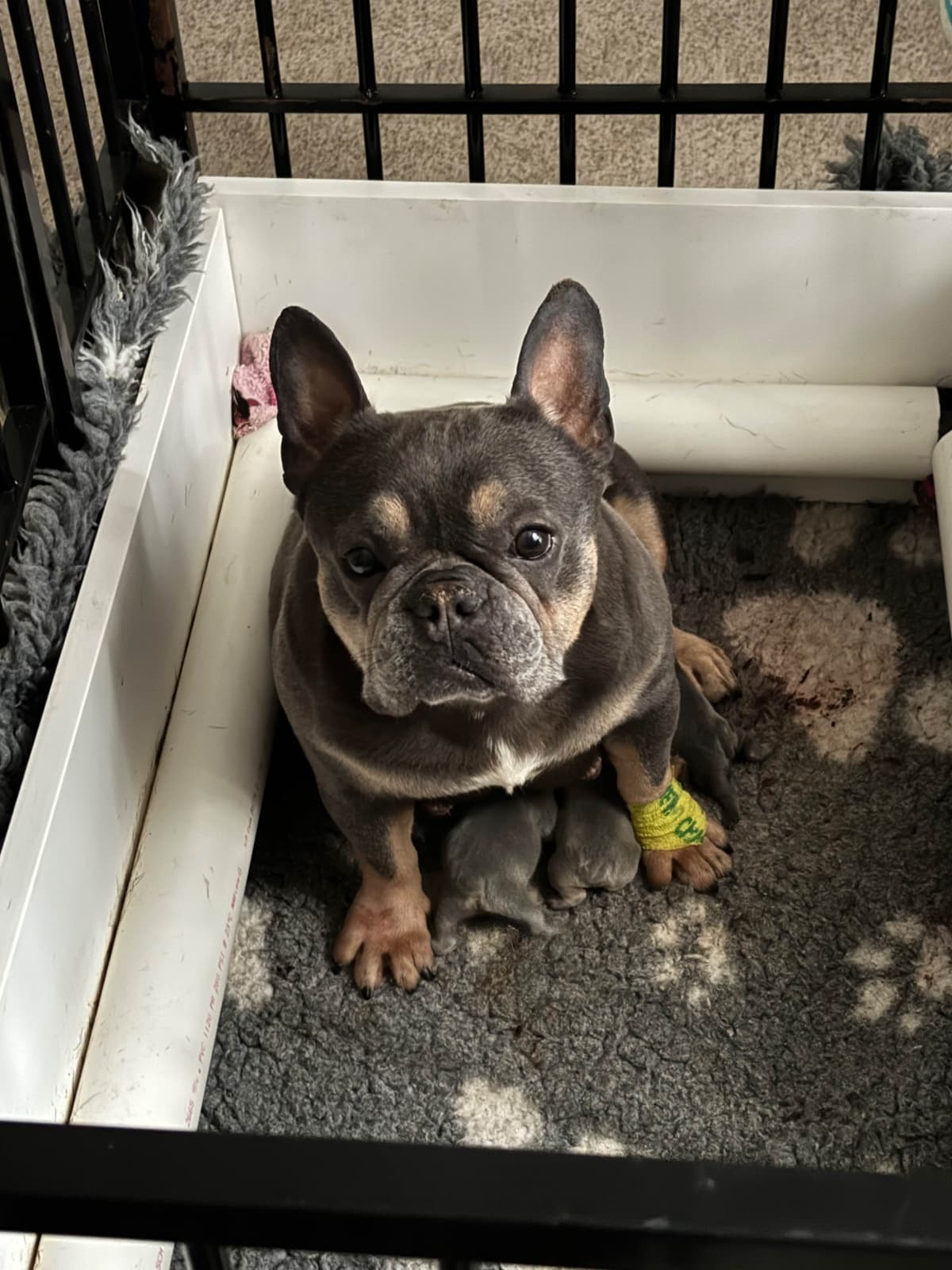French Bulldog Puppies breeder image 6