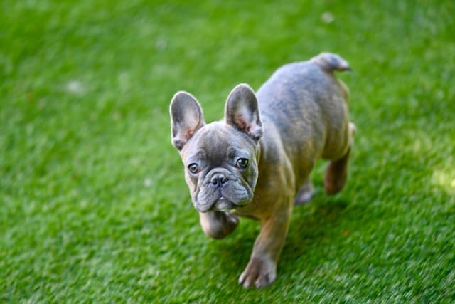 Blue French Bulldog Puppies media 3