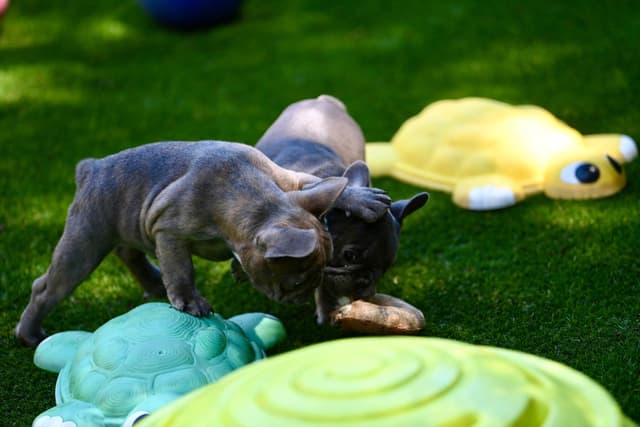 Blue French Bulldog Puppies media 4
