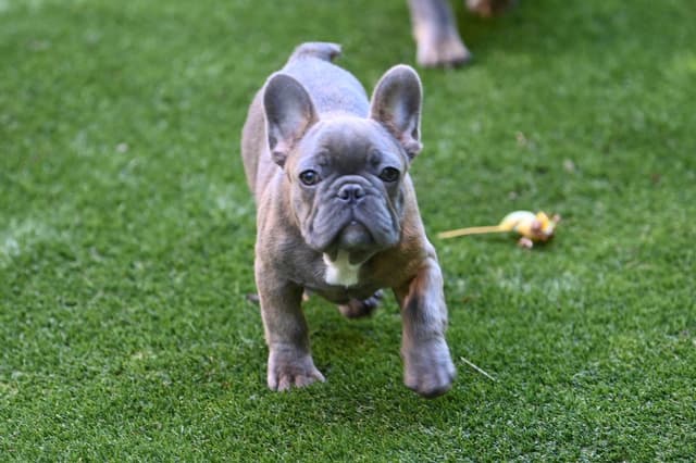 Blue French Bulldog Puppies media 2