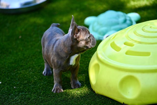 Blue French Bulldog Puppies media 5