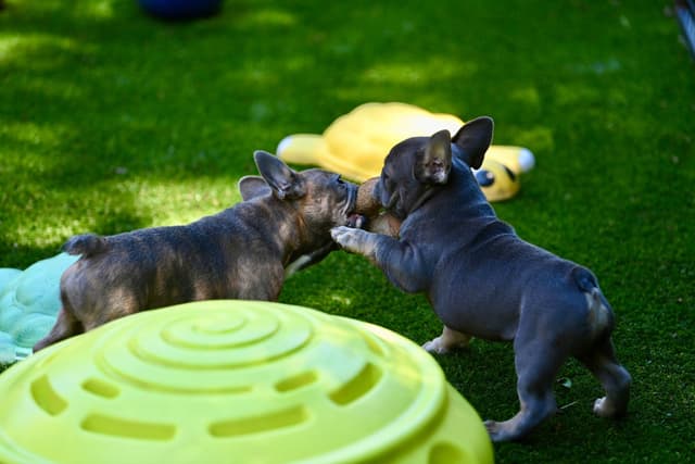 Blue French Bulldog Puppies media 6
