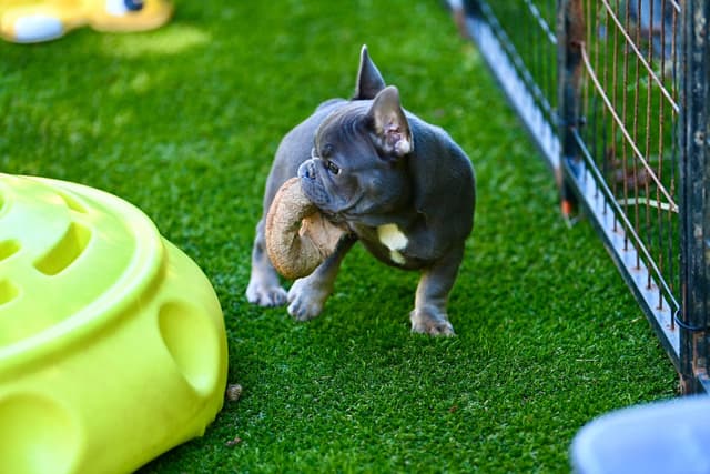 Blue French Bulldog Puppies media 7