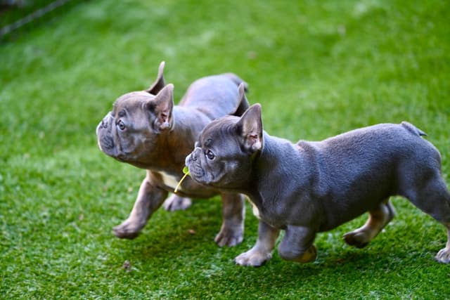 Blue French Bulldog Puppies media 8