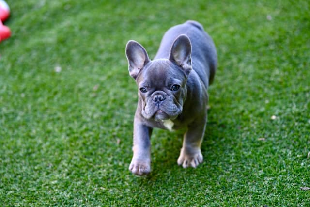 Blue French Bulldog Puppies media 9