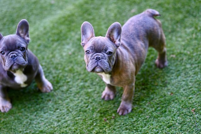 Blue French Bulldog Puppies media 10