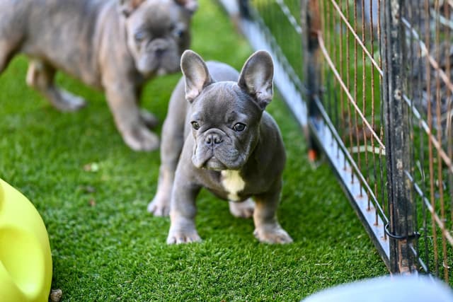 Blue French Bulldog Puppies media 11