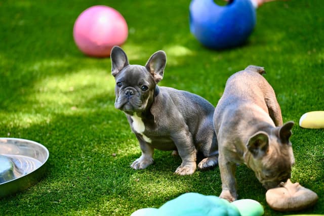 Blue French Bulldog Puppies media 13