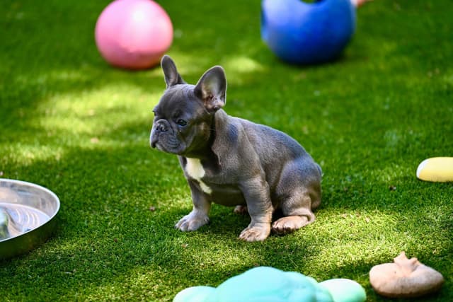 Blue French Bulldog Puppies media 12