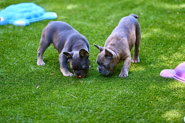 Blue French Bulldog Puppies media 14