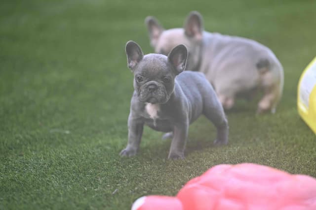 French Bulldog Puppies media 2