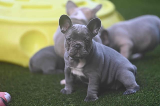French Bulldog Puppies media 4