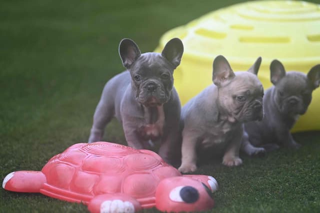 French Bulldog Puppies media 3