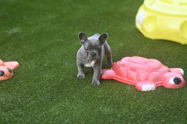 French Bulldog Puppies media 5