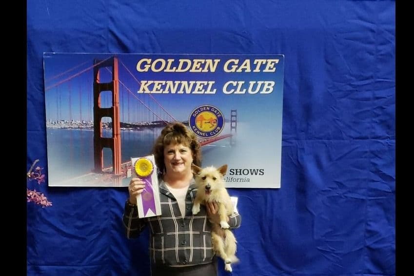Portuguese Podengo Pequeno Puppies breeder image 2