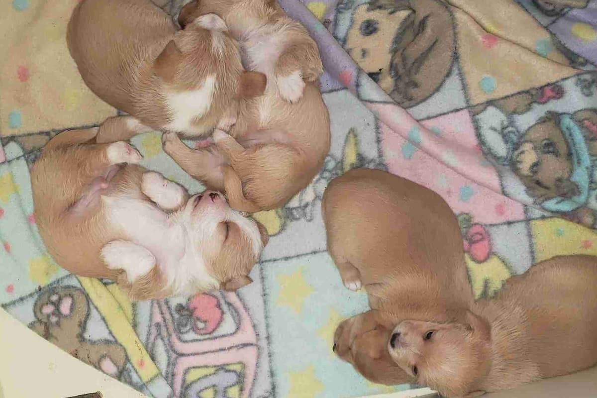Portuguese Podengo Pequeno Puppies breeder image 3
